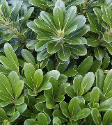 снимка зелен Стайни растения Японски Лавър, Pittosporum Tobira