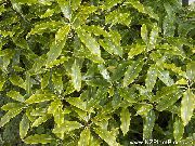 luz verde Japanese Laurel, Pittosporum Tobira Plantas de interior foto
