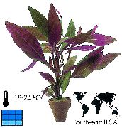 nuotrauka violetinė Vidinis augalai Alternanthera