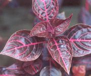 bordo Bloodleaf, Vištienos Gerklė, Jautienos Augalų Vidinis augalai nuotrauka