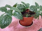 foto gesprenkelt Zimmerpflanzen Fittonia, Nervenwerk