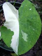 zelnata rastlina Colocasia, Taro, Cocoyam, Dasheen, Sobne Rastline fotografija