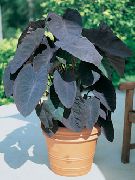      ,  ,  - Colocasia esculenta 'Black Magic'