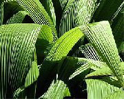 kruidachtige plant Curculigo, Palm Gras, Kamerplanten foto