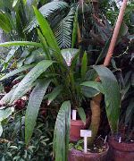foto grøn Indendørs planter Curculigo, Palme Græs