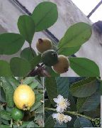 zdjęcie zielony Rośliny domowe Guawa Guawa (Guawa)