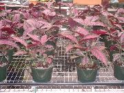 koyu kırmızı Farsça Kalkan Kapalı bitkiler fotoğraf