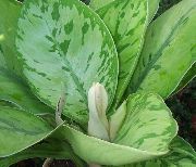 herbaceous planta Homalomena, Inni plöntur mynd