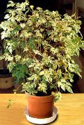 nuotrauka margas Vidinis augalai Pipirų Vynmedis, Porcelianas Uogų