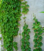 foto groen Kamerplanten Peper Wijnstok, Porselein Berry
