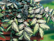 asılı bitki Pellonia, Sondaki Karpuz Asma, Kapalı bitkiler fotoğraf