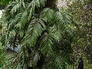 зелений Рафідофора Домашні рослини фото