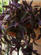 pendurado planta Purple Heart Wandering Jew, Plantas de interior foto