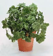foto grün Zimmerpflanzen Tolmiea