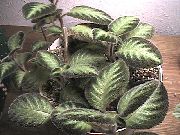 nuotrauka margas Vidinis augalai Fleimo Violetinė, 