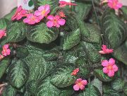 снимка тъмнозелено Стайни растения Пламък Виолетово, 