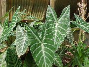 на петна Маланга, Yautia Стайни растения снимка