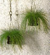 მწვანე ოპტიკურ-ბოჭკოვანი ბალახის შიდა მცენარეები ფოტო