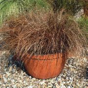 rudas Carex, Viksvų Vidinis augalai nuotrauka
