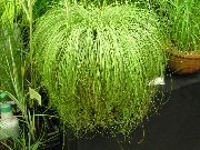 снимка светло зелено Стайни растения Carex, Острица