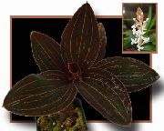 brun Juvel Orkide Indendørs planter foto