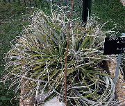 fotoğraf simli Kapalı bitkiler Peri Melek