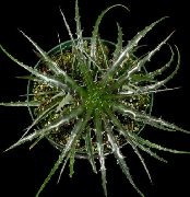 темно-зелений Гехт Домашні рослини фото