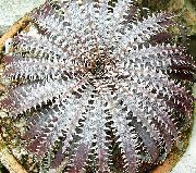 αργυροειδής Dyckia φυτά εσωτερικού χώρου φωτογραφία