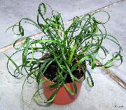 yeşil Zambak Turbalar Kapalı bitkiler fotoğraf