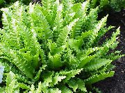 светло зелено Phyllitis Стайни растения снимка