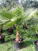 yeşil Washingtonia Kapalı bitkiler fotoğraf