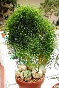 fotografie zelená Pokojové rostliny Lezení Cibule