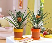 planta herbácea Pineapple, Plantas de interior foto