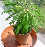 草本植物 Biophytum、敏感な植物, 屋内植物 フォト