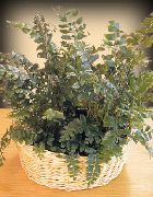 herbaceous plant Mahogany Fern, Terrestrial Fern, Indoor plants photo