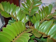 foto groen Kamerplanten Florida Arrowroot