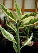 снимка на петна Стайни растения Jacobs Стълба, Дяволи Гръбнак