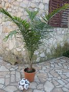 nuotrauka žalias Vidinis augalai Didenybė Palmių