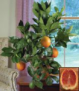 zöld Édes Narancs Szobanövények fénykép