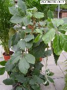 liana Chestnut Vine, Indoor plants photo