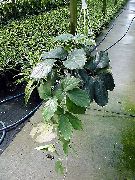 foto grün Zimmerpflanzen Chestnut Vine