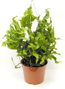 снимка зелен Стайни растения Сладка Папрат