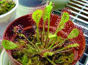 წითელი მრგვალი ფართოფოთლოვანი Sundew შიდა მცენარეები ფოტო