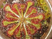 フォト 薄緑 屋内植物 丸い葉のモウセンゴケ