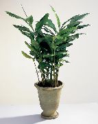 მწვანე Cardamomum, Elettaria Cardamomum შიდა მცენარეები ფოტო
