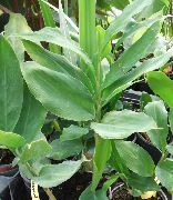 fotografija zelena Sobne Rastline Cardamomum, Elettaria Cardamomum