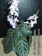 foto moteado  Chamaeranthemum, Planta India