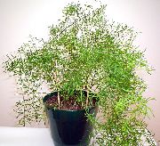 nuotrauka žalias Vidinis augalai Šparagai