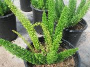 фото зелений Домашні рослини Аспарагус