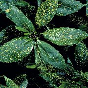 kuva sekalainen Huonekasvit Gold Dust Puu, Aucuba Japonica